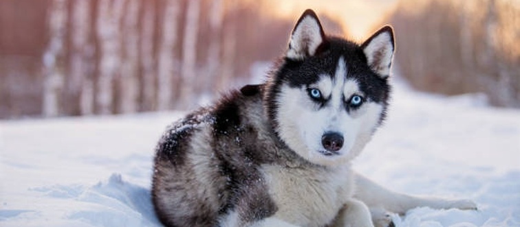 Identify This Canine? A lupine beast with dense double fur, vertical triangular ears, and striking blue or heterochromatic eyes — forged for pulling Siberian sleds.