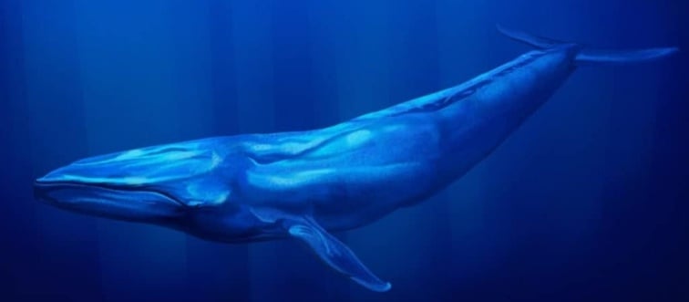Which creature holds the title for the planet's largest animal?